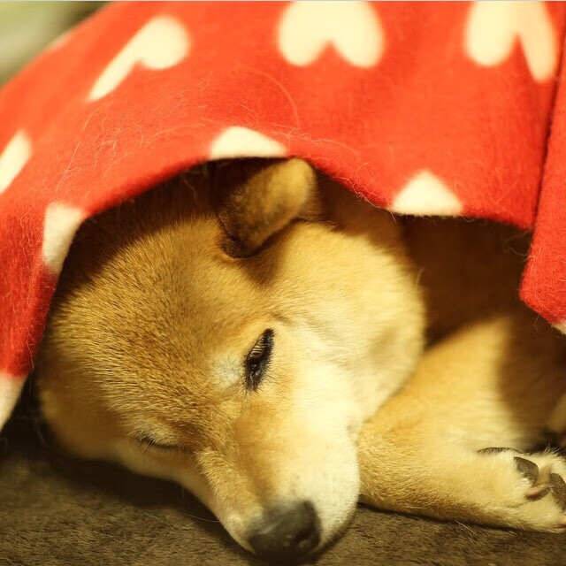 中国三人篮球男队多套战术轮换自如，中国男子三人篮球队