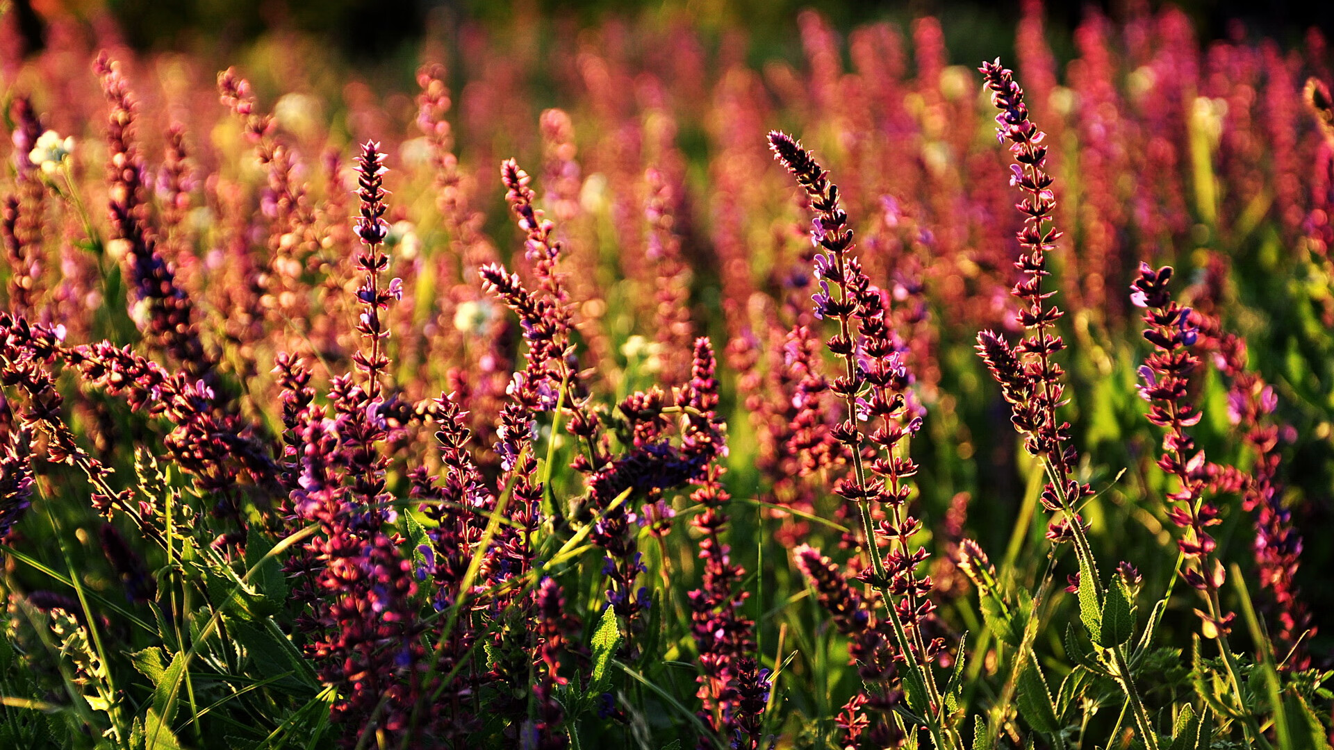 爱游戏电竞官方网站-“中国泳坛新星彭尤：蝶泳自由泳双项进步神速”