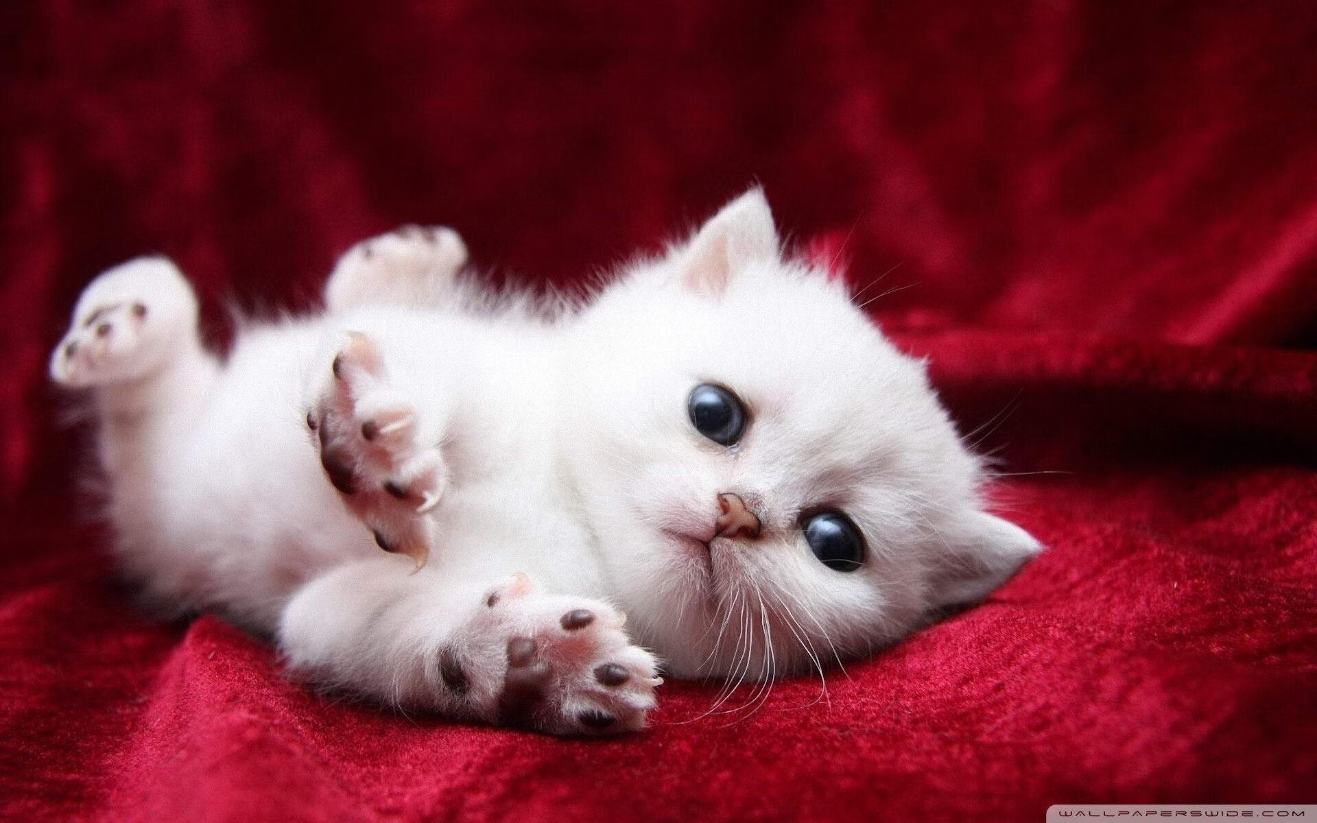 “金牛区城北体育馆：运动舞蹈赛场精彩连连，舞者们挑战节奏与力量极限”