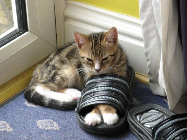 中超联赛中国队晋级 球迷热情不断高涨，中超联赛2021参赛球队