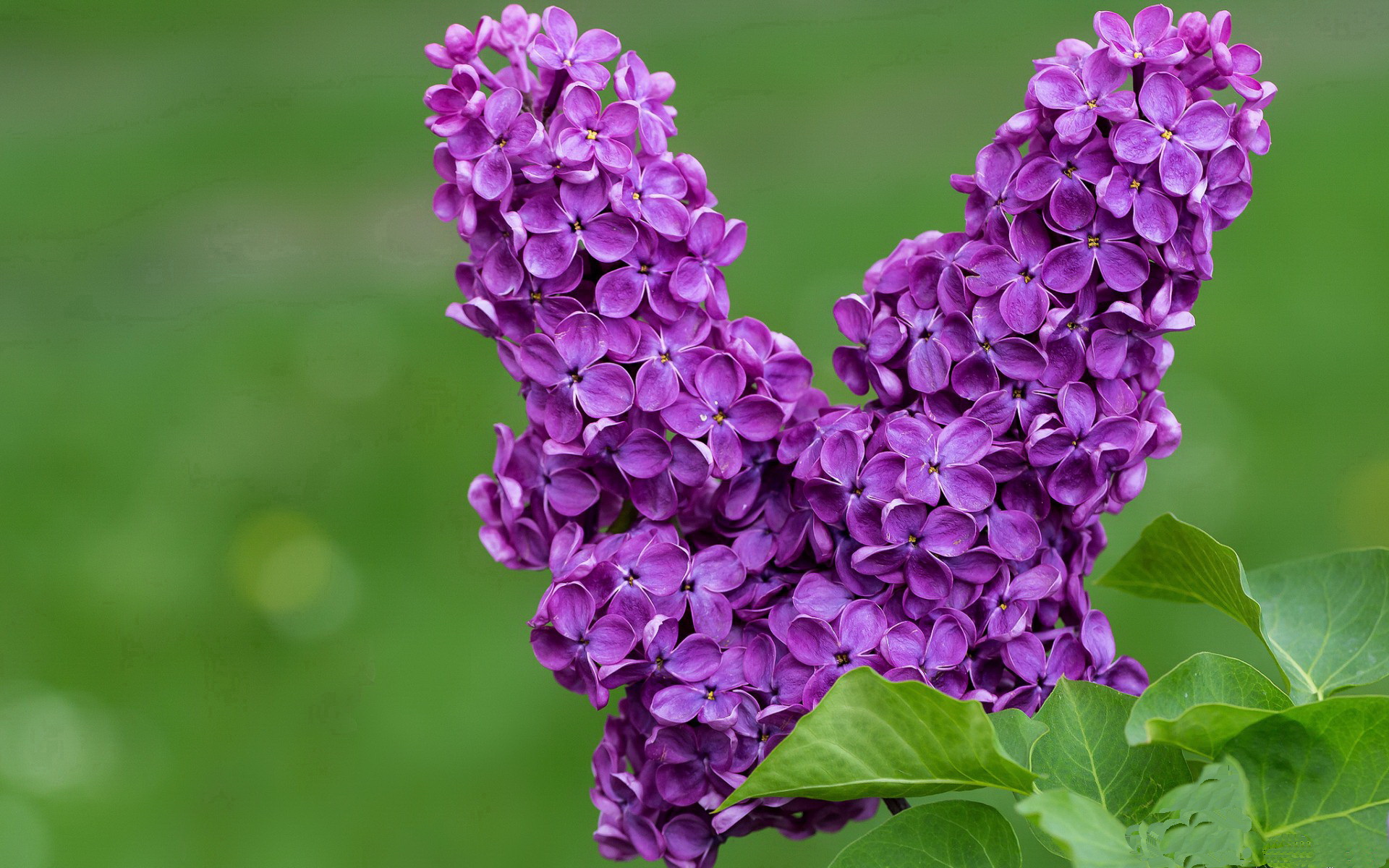 多特蒙德主场氛围火热激发全队斗志，多特蒙德主场照片