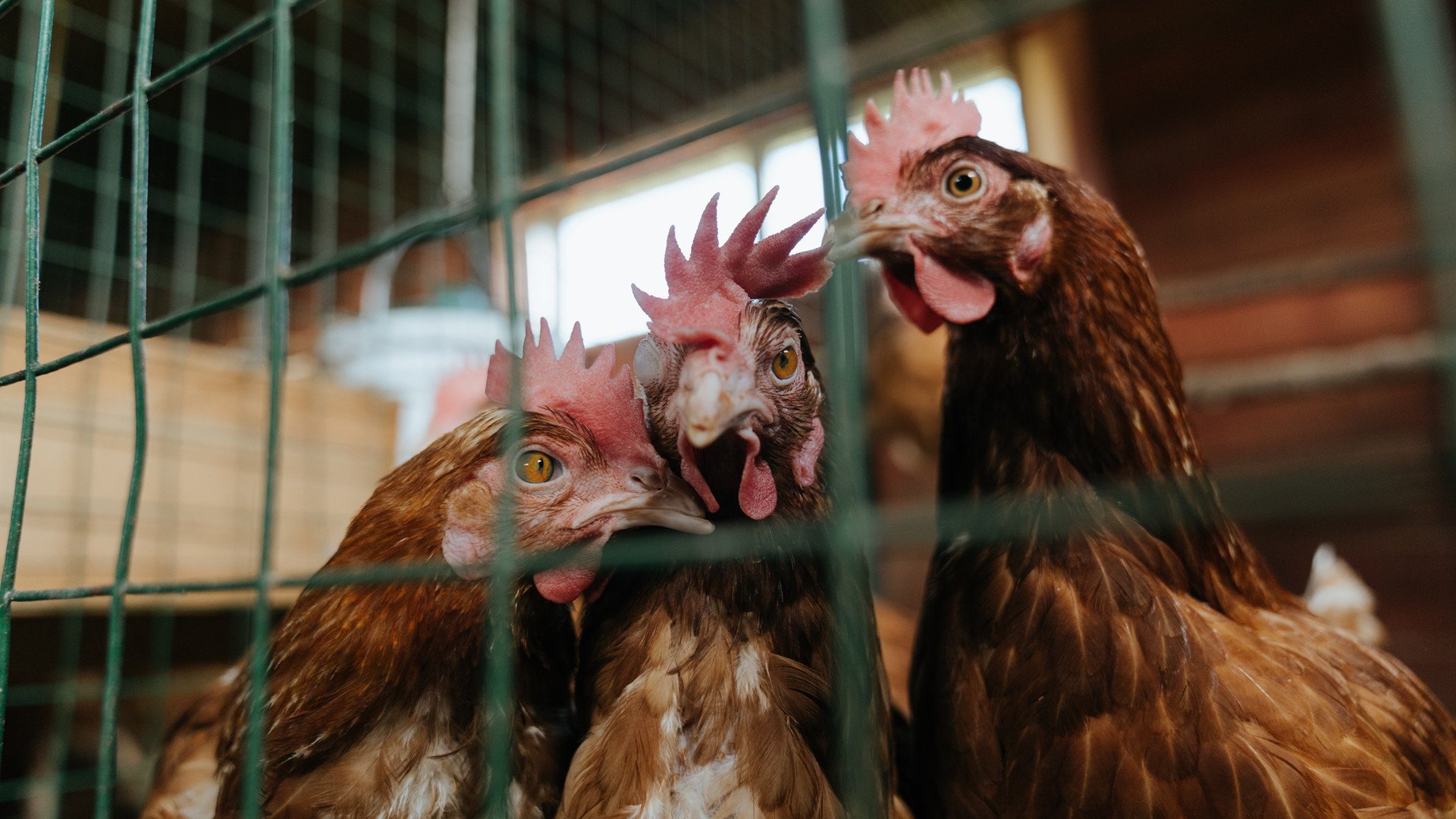 爱游戏体育在线-“帕布罗·马特拉的战术领袖角色，推动阿根廷美洲狮队迎接未来挑战”