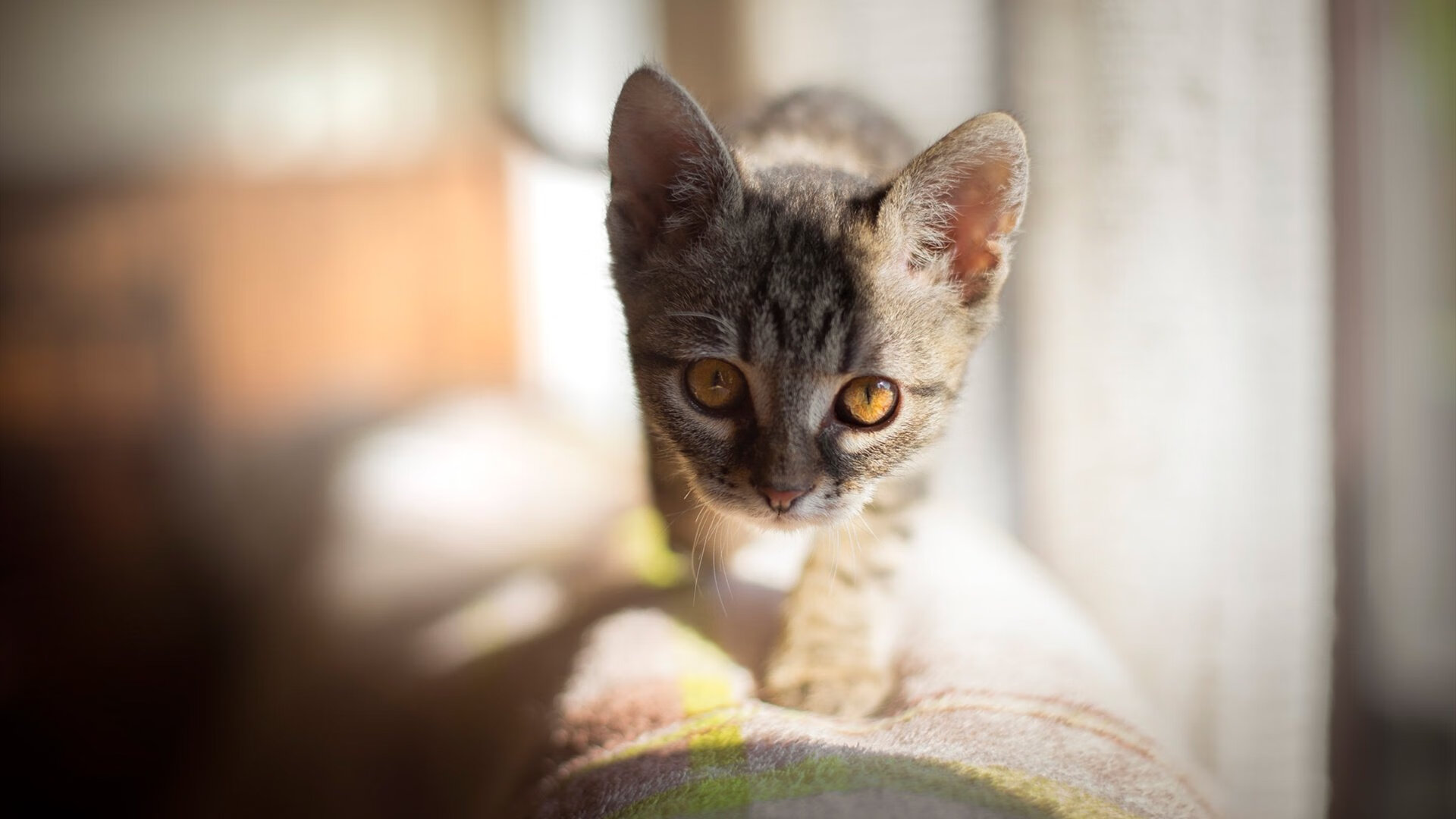 乔纳·隆戈：破纪录的橄榄球巨星，赢得全黑队的全球荣耀，乔纳坦资料