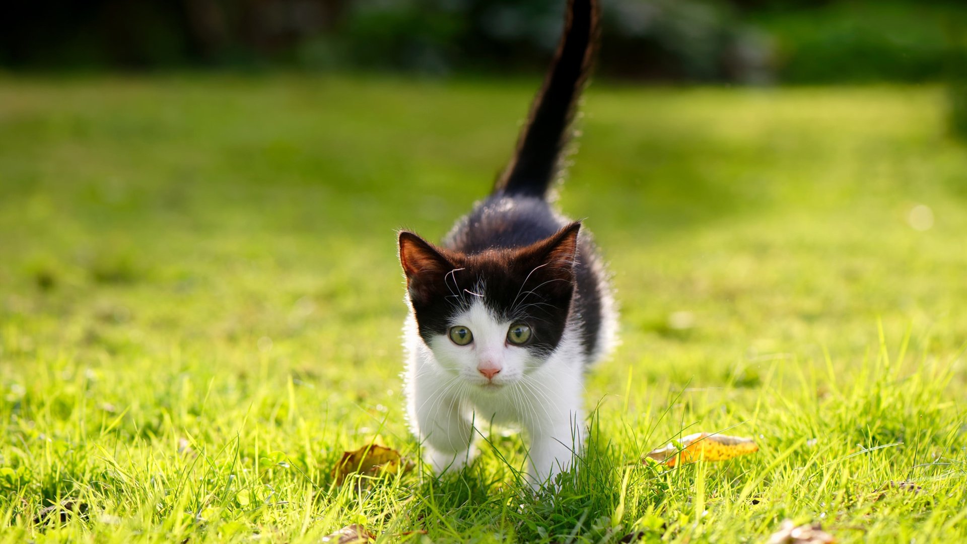 爱游戏体育官方在线-全球足球合作推动女子足球崛起，比赛水平持续提升，女子足球运动